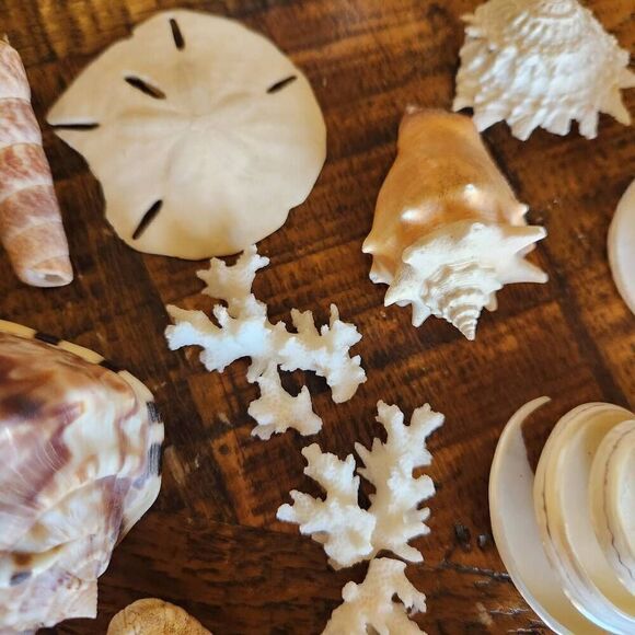 Large bundle of natural seashells barnacle starfish hermit scallop conch cerithi - Picture 2 of 14